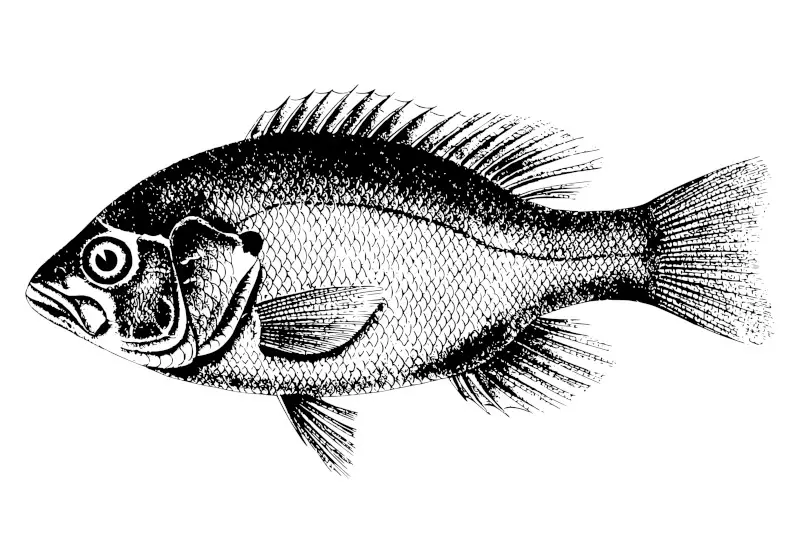 Fish Sketch in Black and White